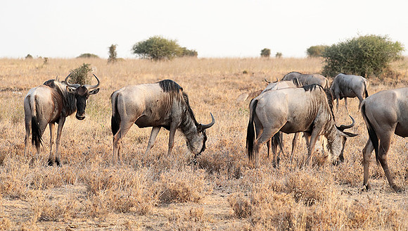 Nairobi National Parc