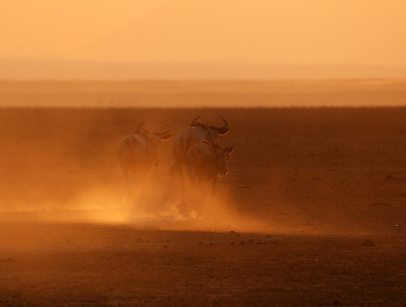 Running towards the setting sun - Amboseli
