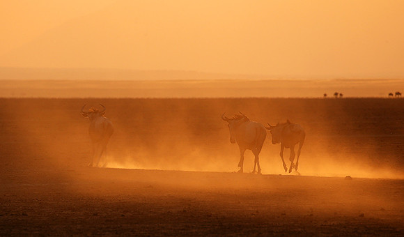 Running towards the setting sun - Amboseli