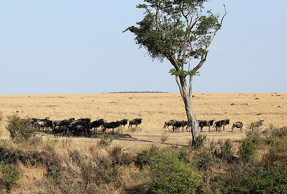 Masaï Mara