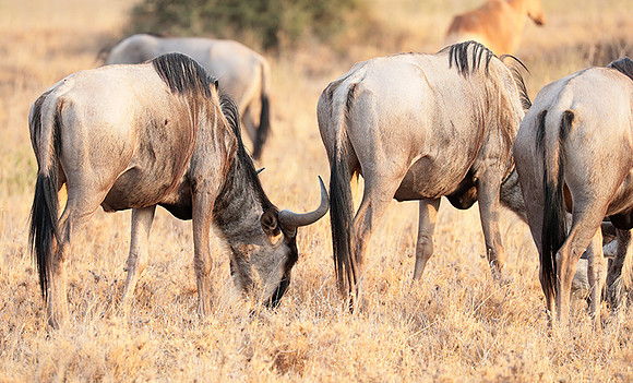 Nairobi National Parc