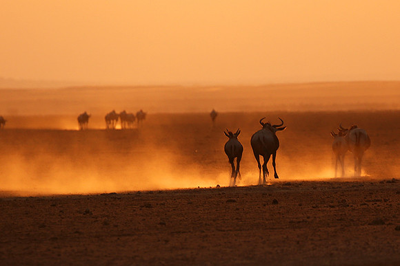 Running towards the setting sun - Amboseli