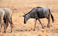 Wildebeests