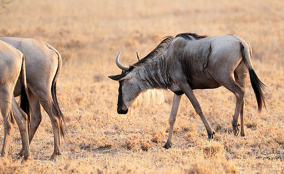 Nairobi National Parc