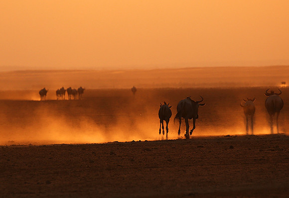 Running towards the setting sun - Amboseli