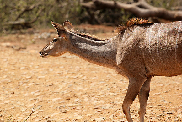 At Madikwe game reserve