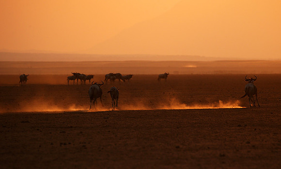 Running towards the setting sun - Amboseli
