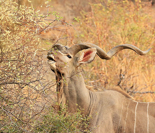 At Kruger NP