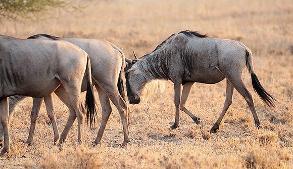 Nairobi National Parc