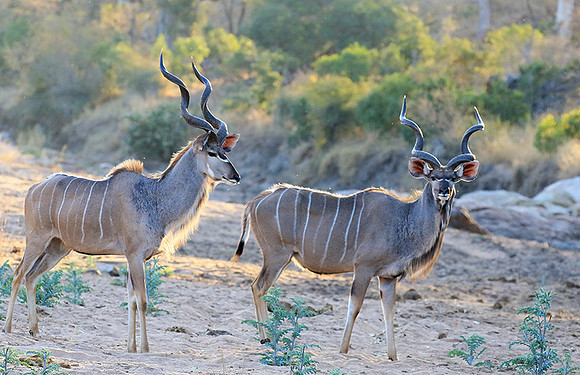 Timbavati private game reserve