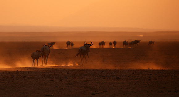 Running towards the setting sun - Amboseli