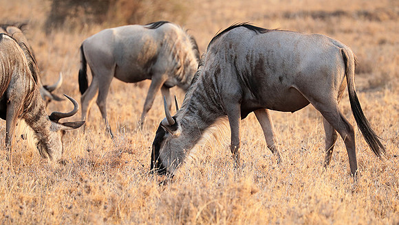 Nairobi National Parc