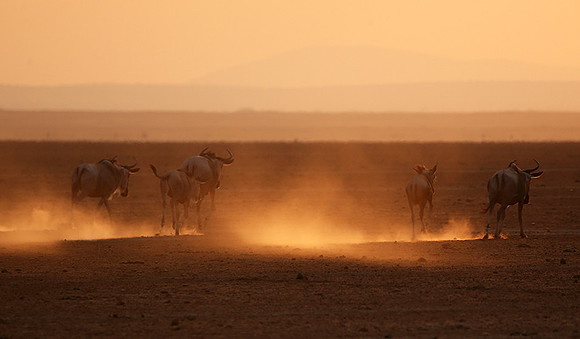Running towards the setting sun - Amboseli