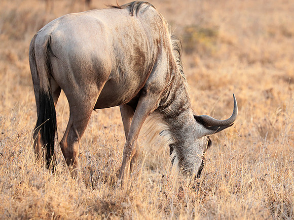 Nairobi National Parc