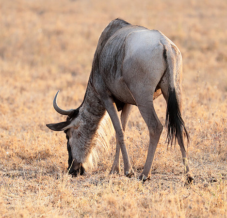 Nairobi National Parc