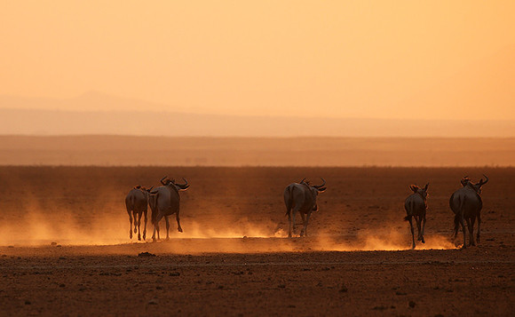 Running towards the setting sun - Amboseli