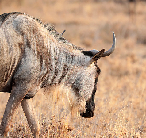 Nairobi National Parc