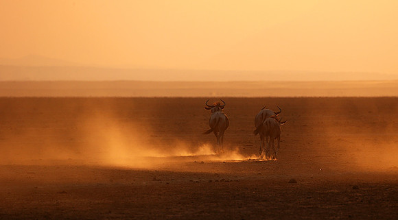 Running towards the setting sun - Amboseli