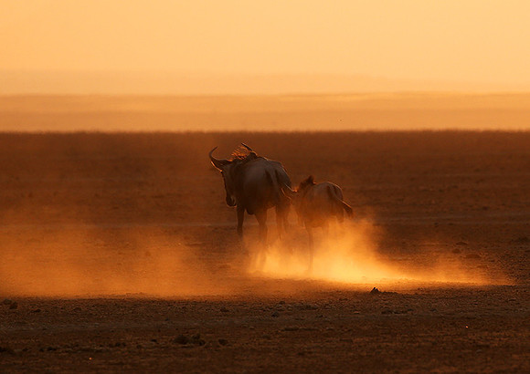 Running towards the setting sun - Amboseli