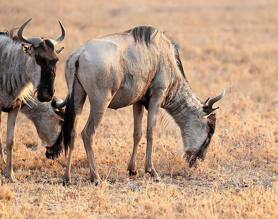 Nairobi National Parc