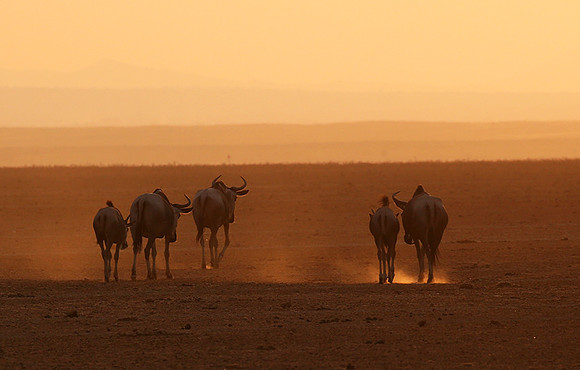 Running towards the setting sun - Amboseli