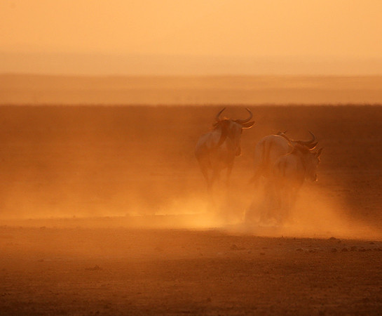 Running towards the setting sun - Amboseli