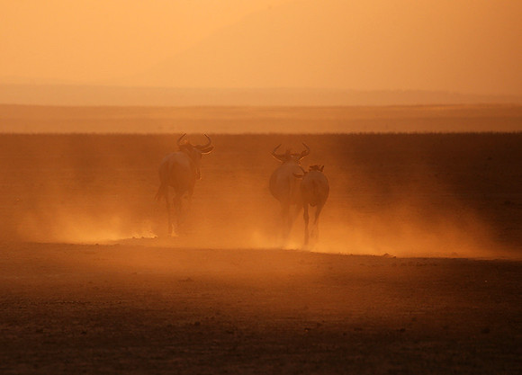 Running towards the setting sun - Amboseli