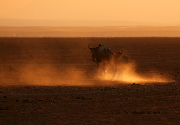 Running towards the setting sun - Amboseli