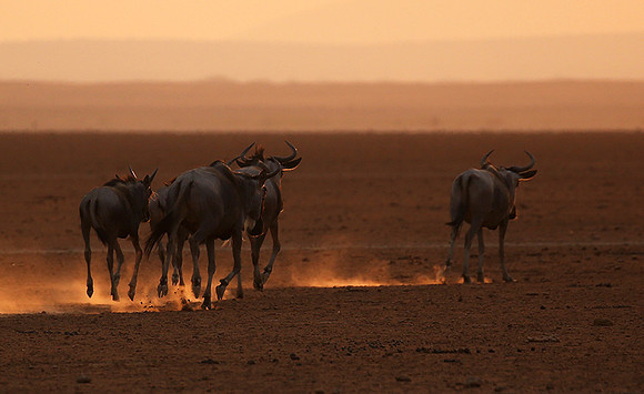 Running towards the setting sun - Amboseli