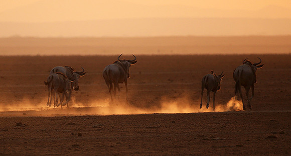 Running towards the setting sun - Amboseli