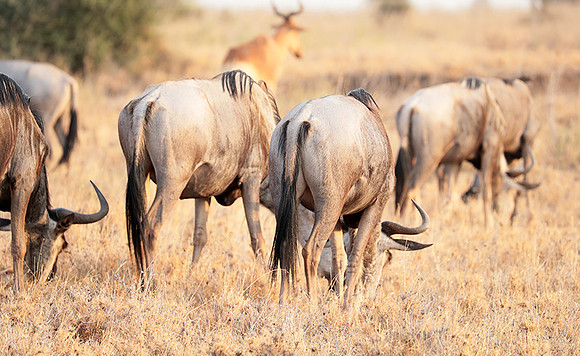 Nairobi National Parc