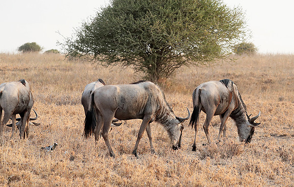 Nairobi National Parc