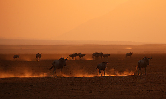 Running towards the setting sun - Amboseli