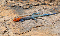 Meru NP