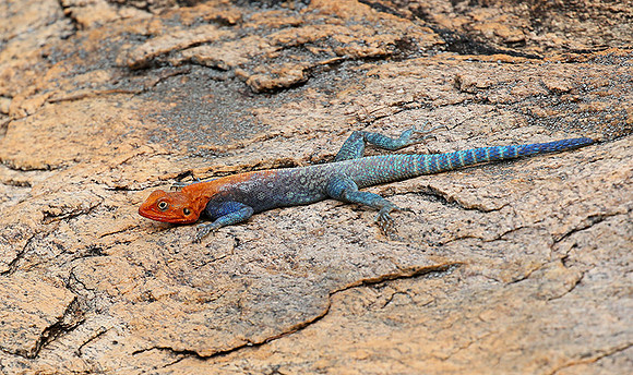 Meru NP