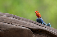 Meru NP