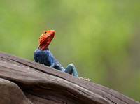 Meru NP