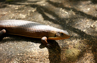 Meru NP
