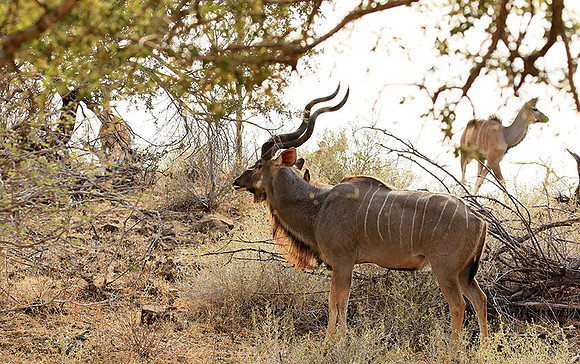 At Kruger NP