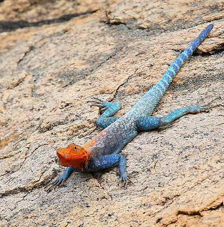 Meru NP