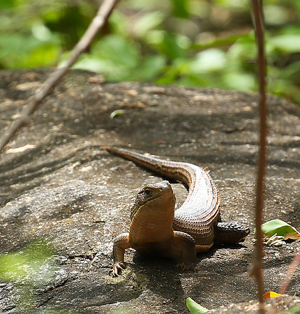 Meru NP