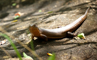 Meru NP