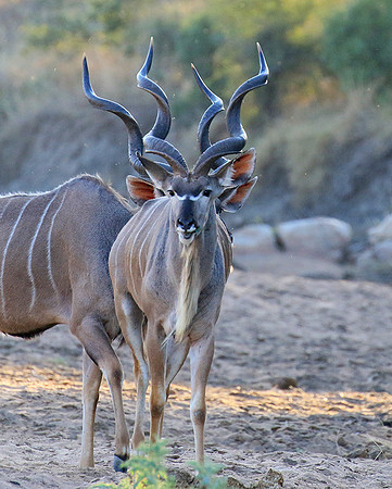 Timbavati private game reserve