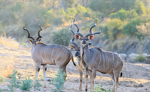 Timbavati private game reserve