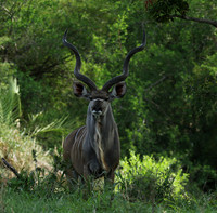 At Lion Sands