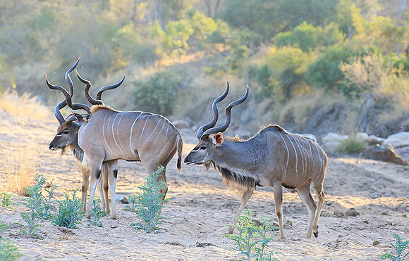 Timbavati private game reserve
