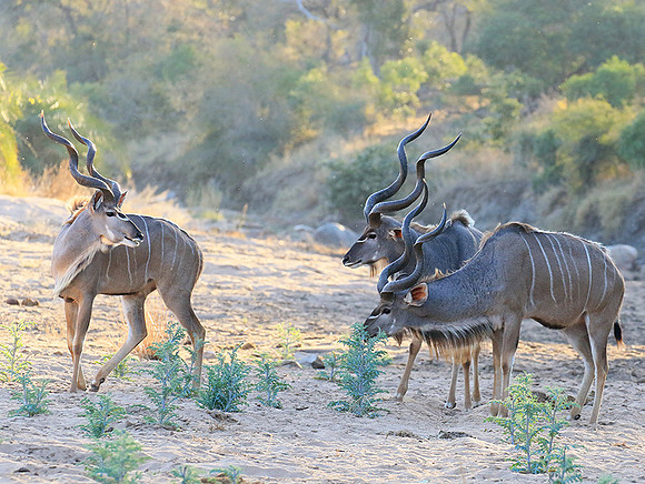 Timbavati private game reserve