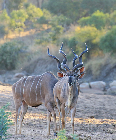 Timbavati private game reserve