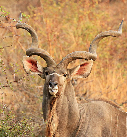 At Kruger NP