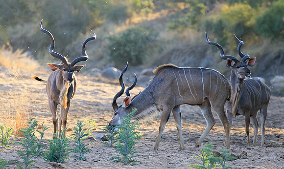 Timbavati private game reserve